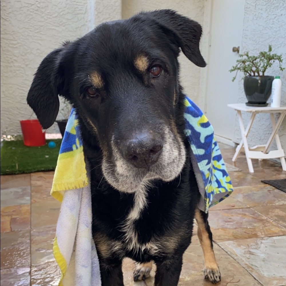 Meet your Posher, Jacqueline